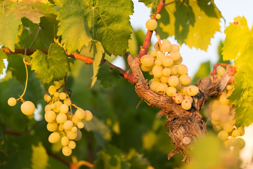 Vino Fiano di Avellino DOCG