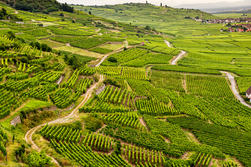 alsazia produzione vini bianchi